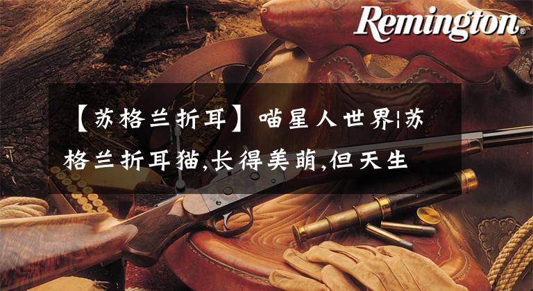 【苏格兰折耳】喵星人世界|苏格兰折耳猫,长得美萌,但天生体弱多病,你会养吗?