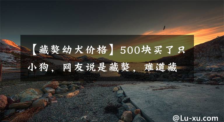 【藏獒幼犬价格】500块买了只小狗，网友说是藏獒，难道藏獒长这样？
