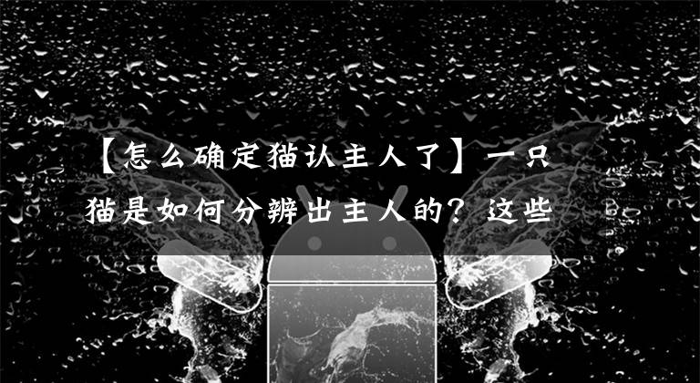 【怎么确定猫认主人了】一只猫是如何分辨出主人的？这些方式一般人猜不到
