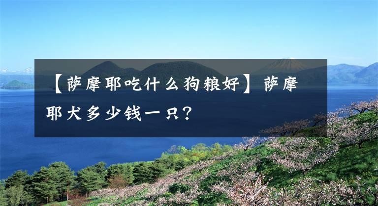 【萨摩耶吃什么狗粮好】萨摩耶犬多少钱一只？