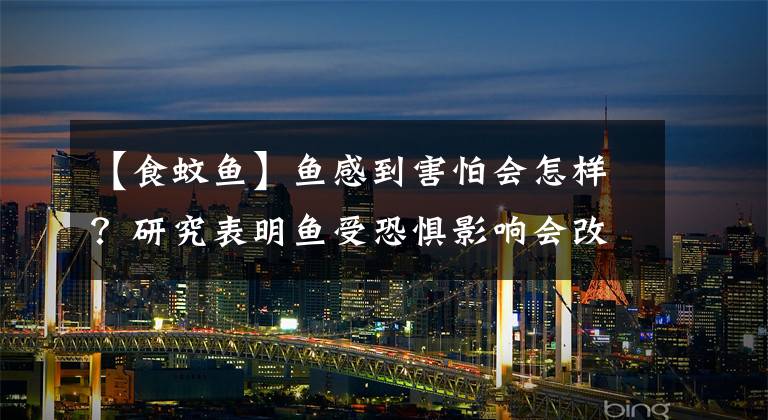 【食蚊鱼】鱼感到害怕会怎样？研究表明鱼受恐惧影响会改变行为