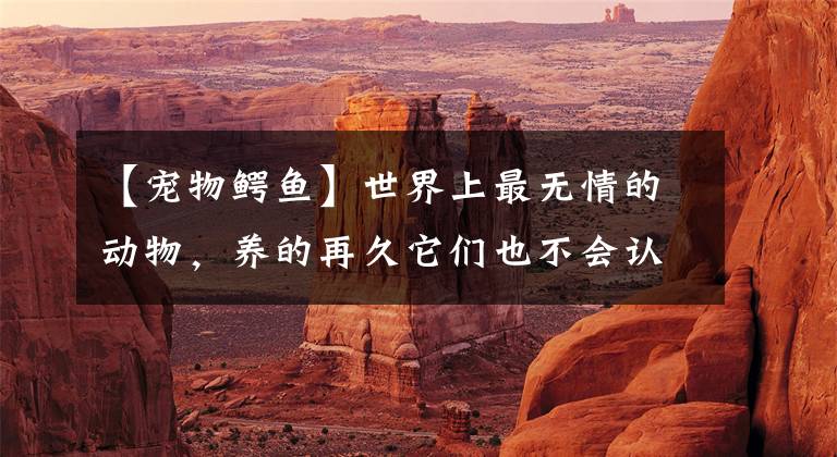 【宠物鳄鱼】世界上最无情的动物，养的再久它们也不会认主人，还是保护动物