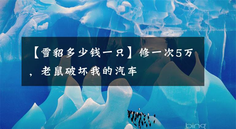 【雪貂多少钱一只】修一次5万，老鼠破坏我的汽车