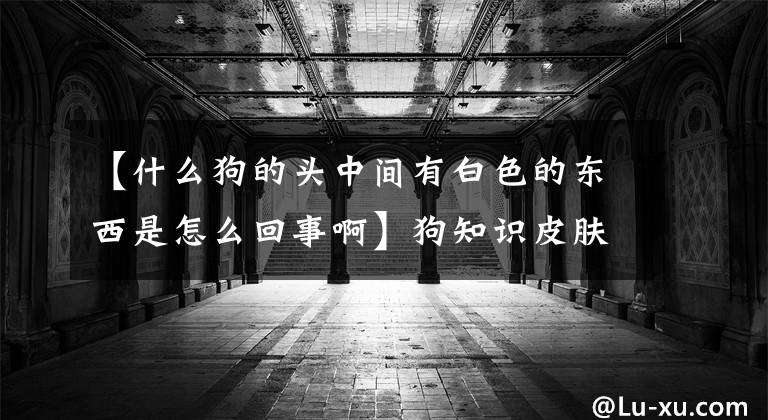 【什么狗的头中间有白色的东西是怎么回事啊】狗知识皮肤病(详细)