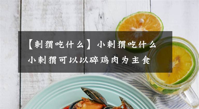 【刺猬吃什么】小刺猬吃什么 小刺猬可以以碎鸡肉为主食