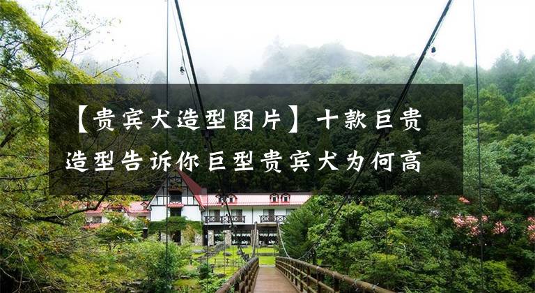 【贵宾犬造型图片】十款巨贵造型告诉你巨型贵宾犬为何高达600万？