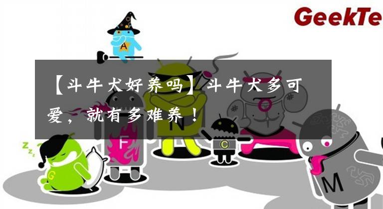 【斗牛犬好养吗】斗牛犬多可爱，就有多难养！