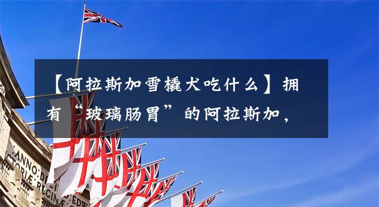 【阿拉斯加雪橇犬吃什么】拥有“玻璃肠胃”的阿拉斯加，在喂养方面要注意什么