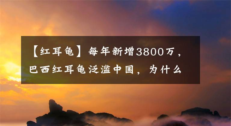 【红耳龟】每年新增3800万，巴西红耳龟泛滥中国，为什么不发动吃货消灭