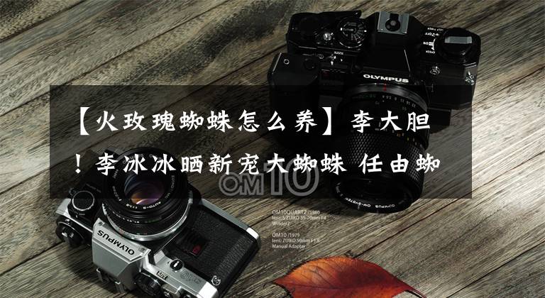 【火玫瑰蜘蛛怎么养】李大胆！李冰冰晒新宠大蜘蛛 任由蜘蛛在身上爬行拉丝