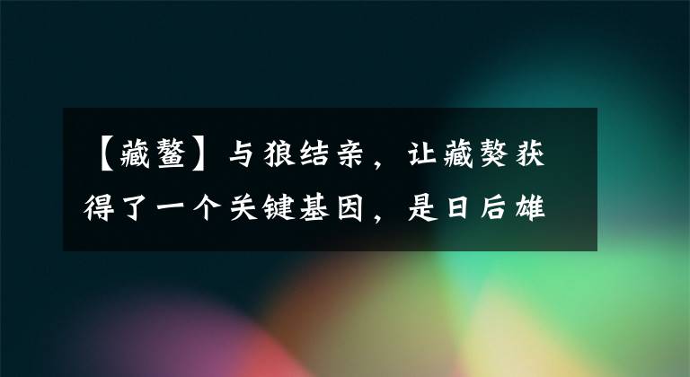 【藏鳌】与狼结亲，让藏獒获得了一个关键基因，是日后雄踞高原的前提