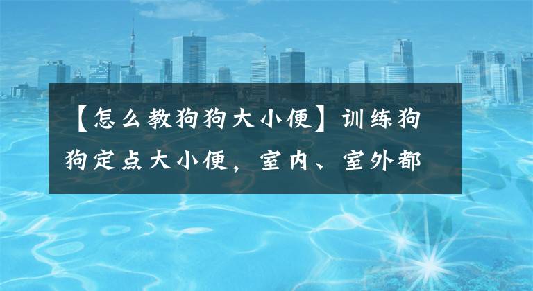 【怎么教狗狗大小便】训练狗狗定点大小便，室内、室外都学会，家里自然不会有臭味