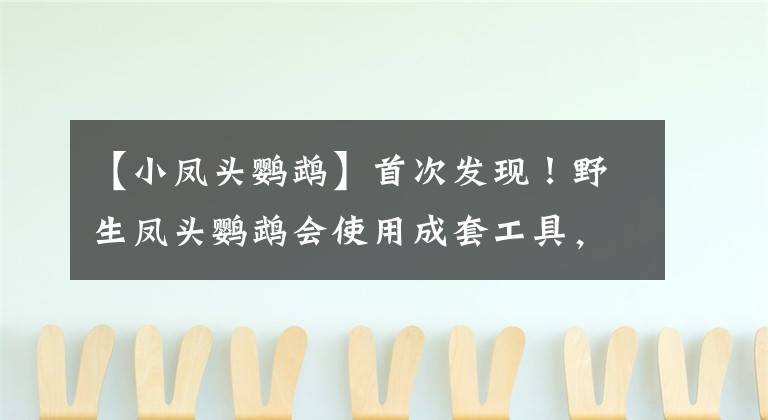 【小凤头鹦鹉】首次发现！野生凤头鹦鹉会使用成套工具，人类的地位要受威胁了？