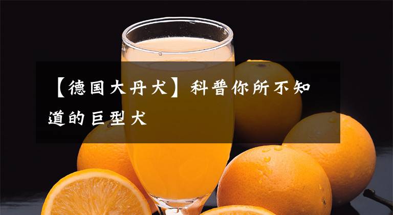 【德国大丹犬】科普你所不知道的巨型犬