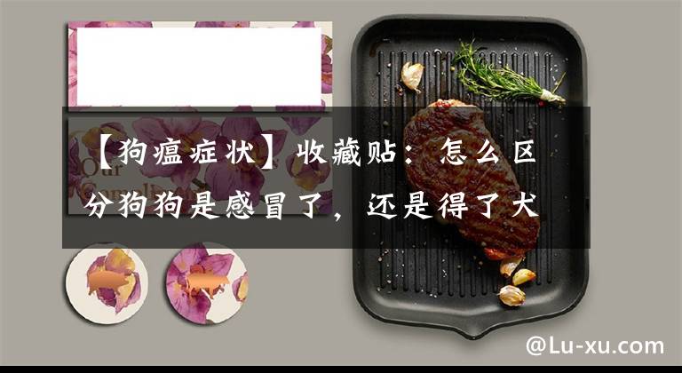 【狗瘟症状】收藏贴：怎么区分狗狗是感冒了，还是得了犬瘟细小？