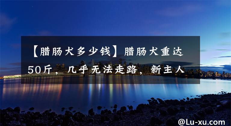 【腊肠犬多少钱】腊肠犬重达50斤，几乎无法走路，新主人帮它恢复苗条身材