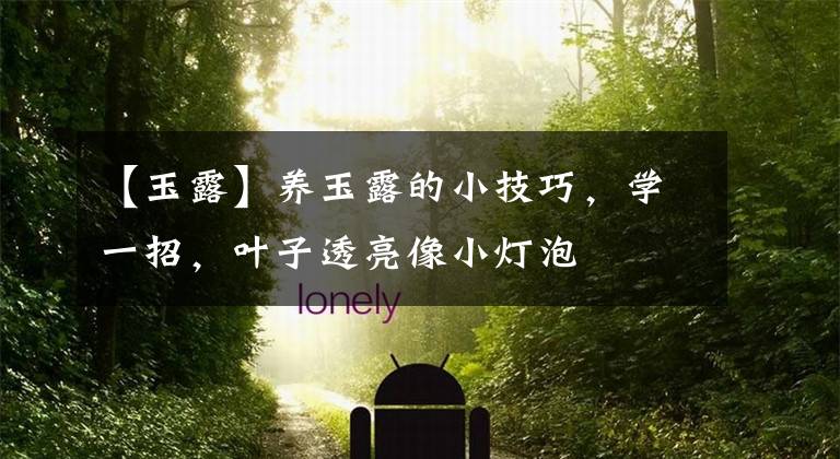 【玉露】养玉露的小技巧，学一招，叶子透亮像小灯泡
