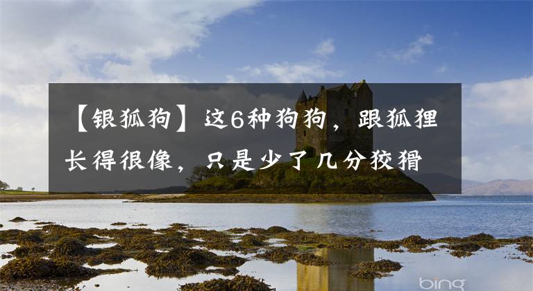 【银狐狗】这6种狗狗，跟狐狸长得很像，只是少了几分狡猾，多了些许可爱！
