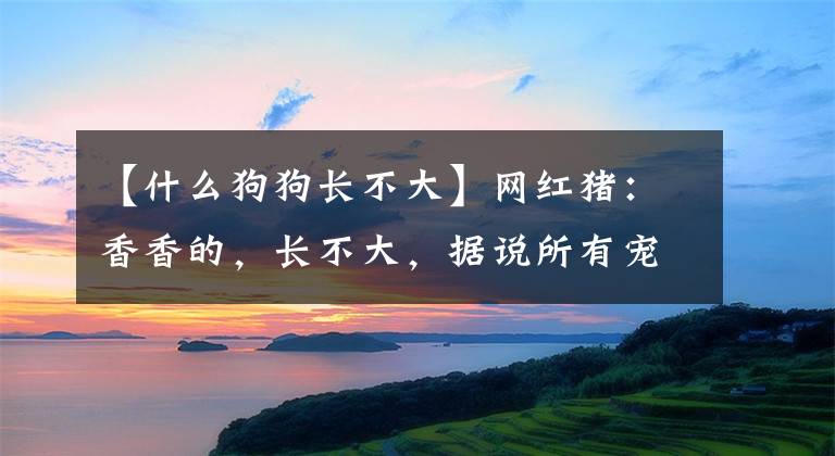 【什么狗狗长不大】网红猪：香香的，长不大，据说所有宠物里智商最高的！你认同吗？