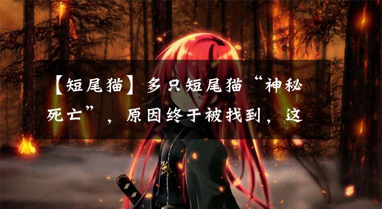 【短尾猫】多只短尾猫“神秘死亡”，原因终于被找到，这个小岛成了“毒岛”