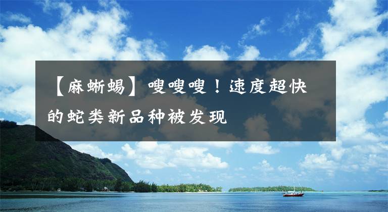【麻蜥蜴】嗖嗖嗖！速度超快的蛇类新品种被发现