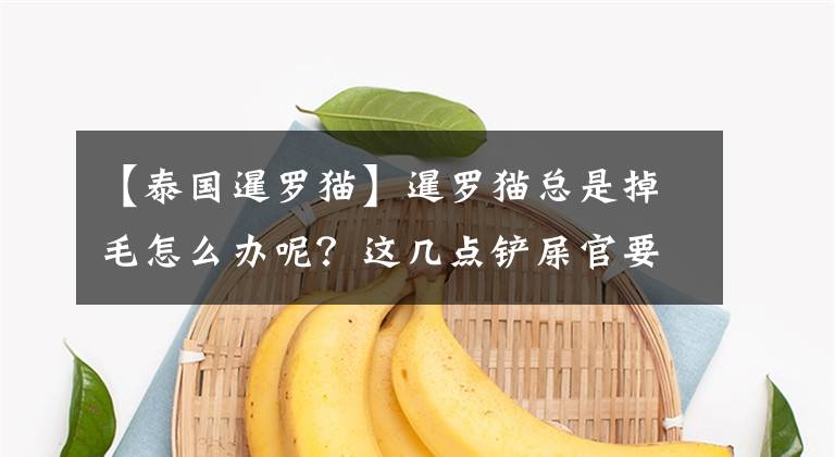 【泰国暹罗猫】暹罗猫总是掉毛怎么办呢？这几点铲屎官要注意