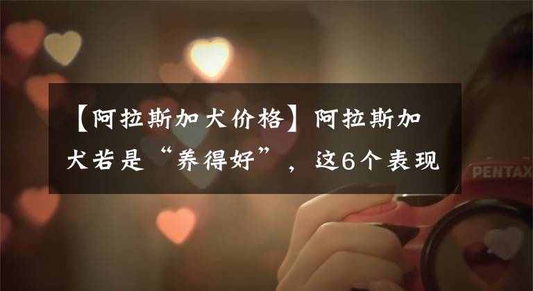 【阿拉斯加犬价格】阿拉斯加犬若是“养得好”，这6个表现会很明显