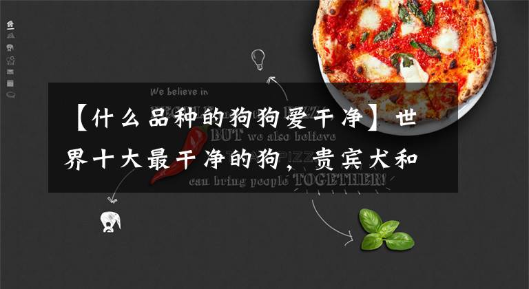 【什么品种的狗狗爱干净】世界十大最干净的狗，贵宾犬和松狮犬都榜上有名，你养的是哪个？
