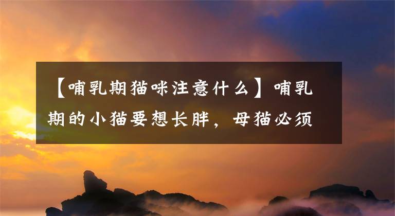 【哺乳期猫咪注意什么】哺乳期的小猫要想长胖，母猫必须吃好
