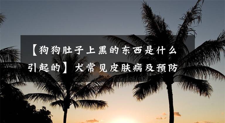 【狗狗肚子上黑的东西是什么引起的】犬常见皮肤病及预防