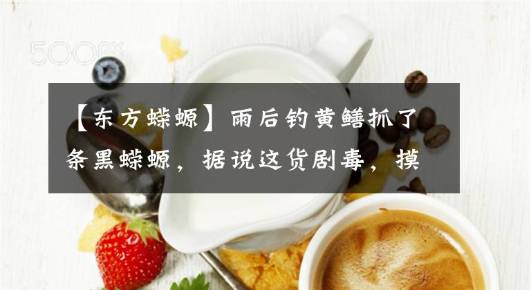 【东方蝾螈】雨后钓黄鳝抓了条黑蝾螈，据说这货剧毒，摸摸没事吧
