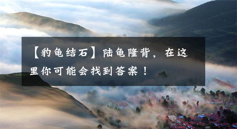 【豹龟结石】陆龟隆背，在这里你可能会找到答案！