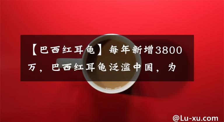【巴西红耳龟】每年新增3800万，巴西红耳龟泛滥中国，为什么不发动吃货消灭