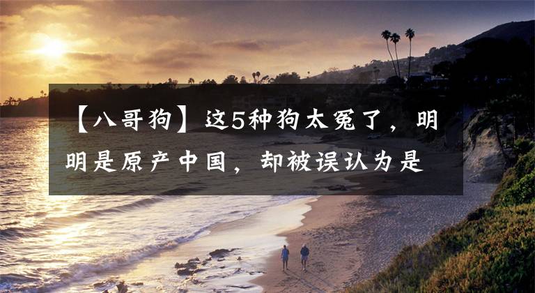 【八哥狗】这5种狗太冤了，明明是原产中国，却被误认为是外国货