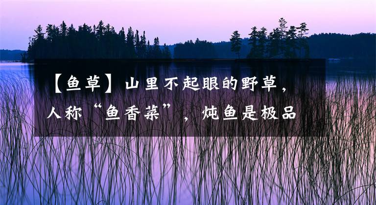 【鱼草】山里不起眼的野草，人称“鱼香菜”，炖鱼是极品，你吃过吗