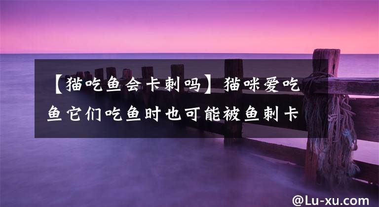 【猫吃鱼会卡刺吗】猫咪爱吃鱼它们吃鱼时也可能被鱼刺卡到吗 蚂蚁庄园10月21日答案最新
