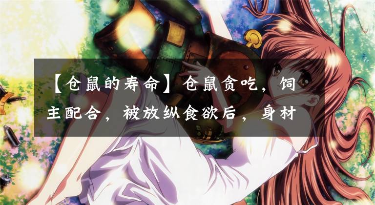 【仓鼠的寿命】仓鼠贪吃，饲主配合，被放纵食欲后，身材走样的鼠鼠依旧这么可爱