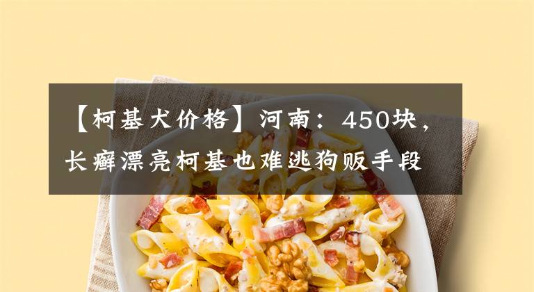【柯基犬价格】河南：450块，长癣漂亮柯基也难逃狗贩手段，狗贩：谁吃肉吃它呀