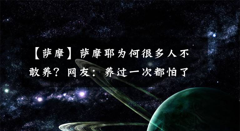 【萨摩】萨摩耶为何很多人不敢养？网友：养过一次都怕了