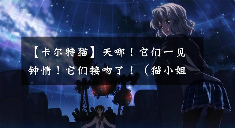 【卡尔特猫】天哪！它们一见钟情！它们接吻了！（猫小姐回娘家 三，相亲）