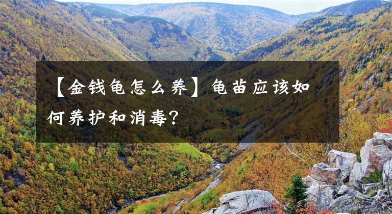 【金钱龟怎么养】龟苗应该如何养护和消毒？