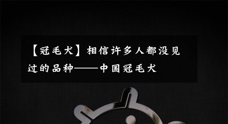 【冠毛犬】相信许多人都没见过的品种——中国冠毛犬