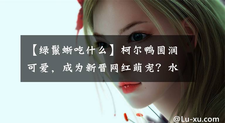 【绿鬣蜥吃什么】柯尔鸭圆润可爱，成为新晋网红萌宠？水禽不好养，应做好心理准备