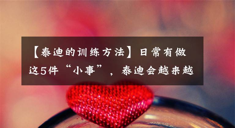 【泰迪的训练方法】日常有做这5件“小事”，泰迪会越来越喜欢你，且更听你话！