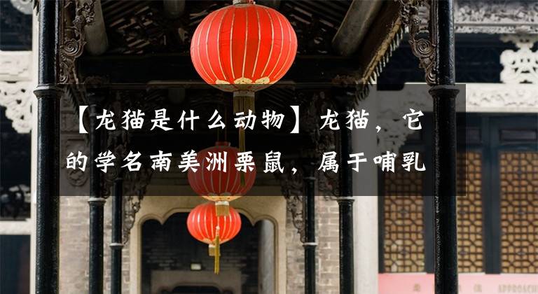 【龙猫是什么动物】龙猫，它的学名南美洲栗鼠，属于哺乳纲啮齿目豪猪亚目美洲栗鼠科动物