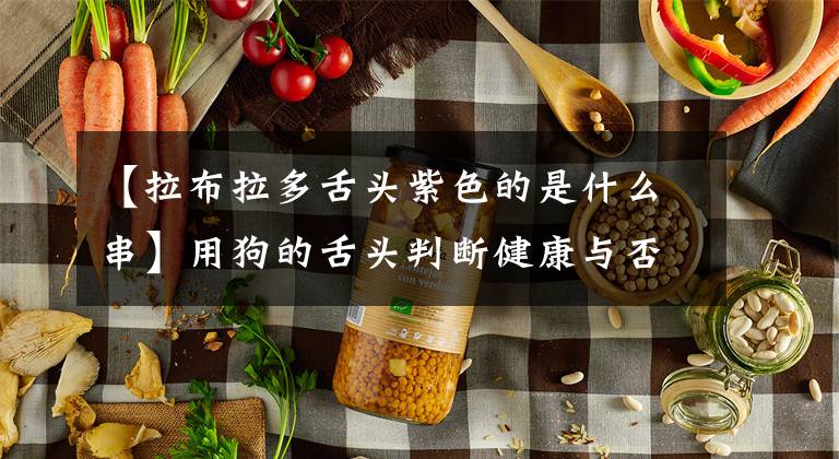 【拉布拉多舌头紫色的是什么串】用狗的舌头判断健康与否的常识