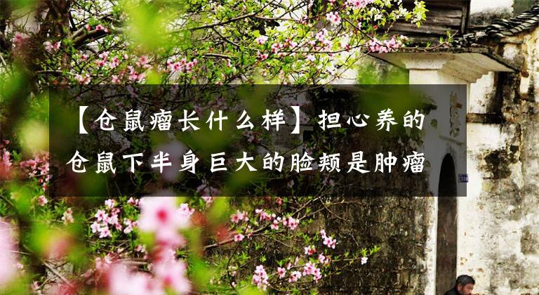 【仓鼠瘤长什么样】担心养的仓鼠下半身巨大的脸颊是肿瘤，据悉原因就是这个原因吗？(莎士比亚、仓鼠、仓鼠、仓鼠、仓鼠、仓鼠)爆笑。