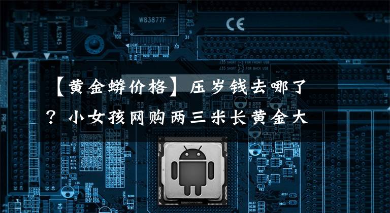 【黄金蟒价格】压岁钱去哪了？小女孩网购两三米长黄金大蟒蛇