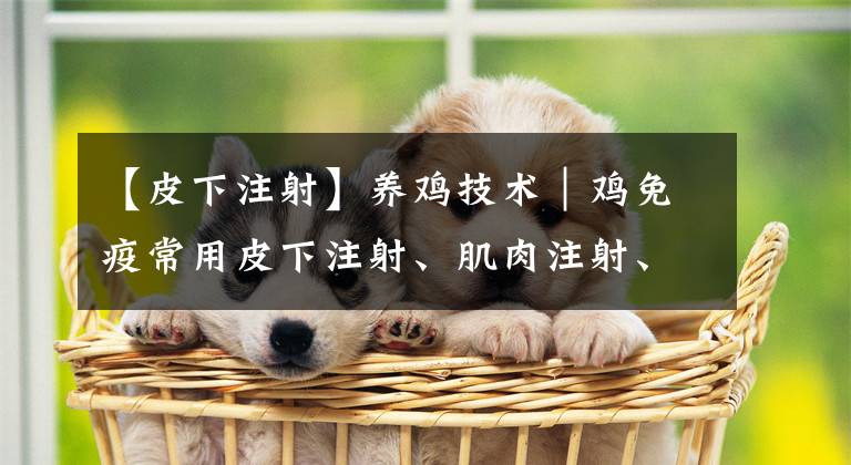 【皮下注射】养鸡技术｜鸡免疫常用皮下注射、肌肉注射、刺种等5种方法