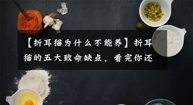 【折耳猫为什么不能养】折耳猫的五大致命缺点，看完你还会养它吗？